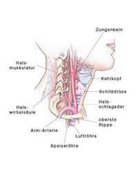 Aufbau des Halses, Hals, Halsmuskulatur, Wirbelsäule