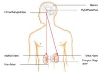Aufgaben des Vasopressins, Regelung der Flüssigkeitsmenge im Blut, Flüssigkeitsmenge im Körper, Austrocknung verhindern