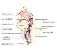 Tonsillen, obere Atemwege