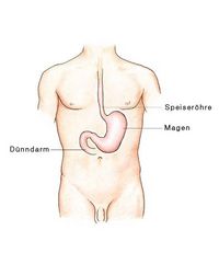 Übersicht Magen