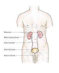 Nieren und Harnwege
