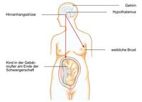 Aufgaben des Oxytozins, Anregung des Sexuallebens, Milcheinschuss in die Brust bei Schwangerschaft