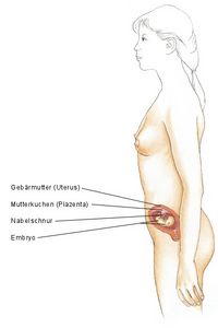 1. Schwangerschaftsdrittel, erstes Schwangerschaftsdrittel, erstes Trimenon, Embryo