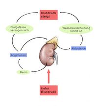 Regulationskreislauf der Nieren