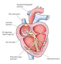Kammerflimmern, Kammerflattern