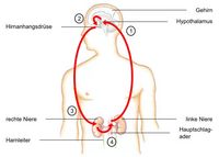 Regelkreislauf des Vasopressins (ADH), Regelkreislauf des ADH, Regelung der Flüssigkeitsmenge im Körper