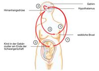 Regelkreislauf des Oxytozins, Hormon zur Steuerung des Sexuallebens, Steuerung des Milcheinschusses durch Oxytozin