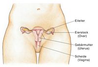 die inneren weiblichen Geschlechtsorgane, Eierstöcke, Eileiter, Gebärmutter, Scheide