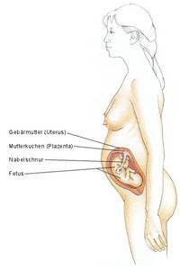 2. Schwangerschaftsdrittel, zweites Schwangerschaftsdrittel, Zweites Trimenon
