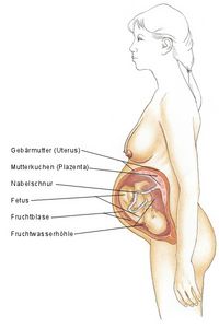 3. Schwangerschaftsdrittel, drittes Schwangerschaftsdrittel, drittes Trimenon