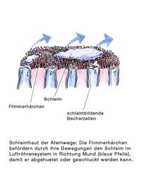 Schleimhaut der Atemwege, Flimmerhärchen, Luftröhrensystem