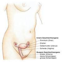 äussere Gechlechtsorgane, Kitzler, Klitoris, Eileiter, kleine Schamlippen, grosse Schamlippen, innere Geschlechtsorgane, Eierstöcke, Eileiter, Gebärmutter, Scheide