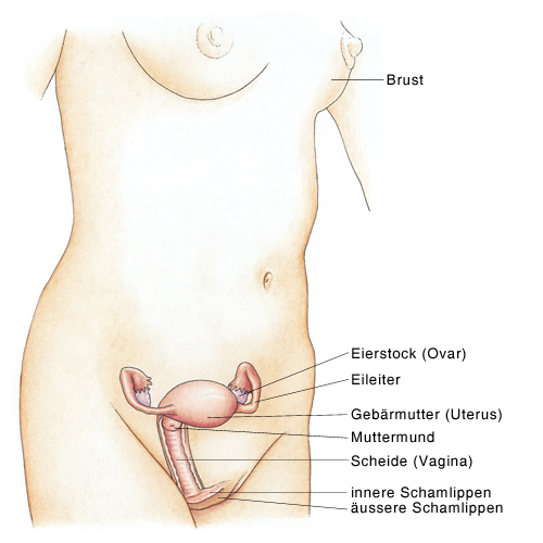 Eierstockentfernung gebärmutter und Gebärmutterentfernung